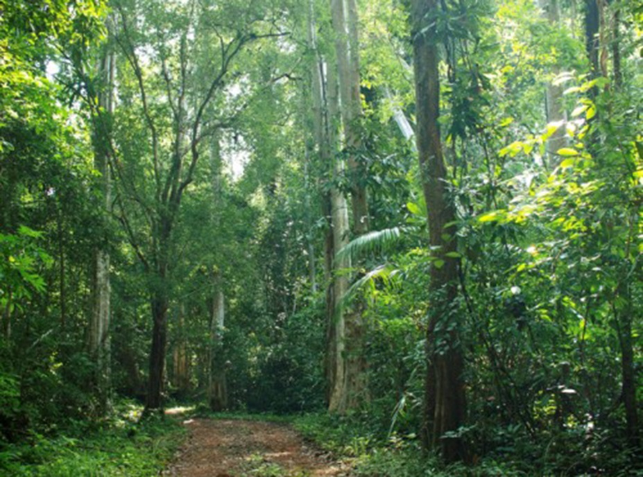 Phu Quoc primary forest