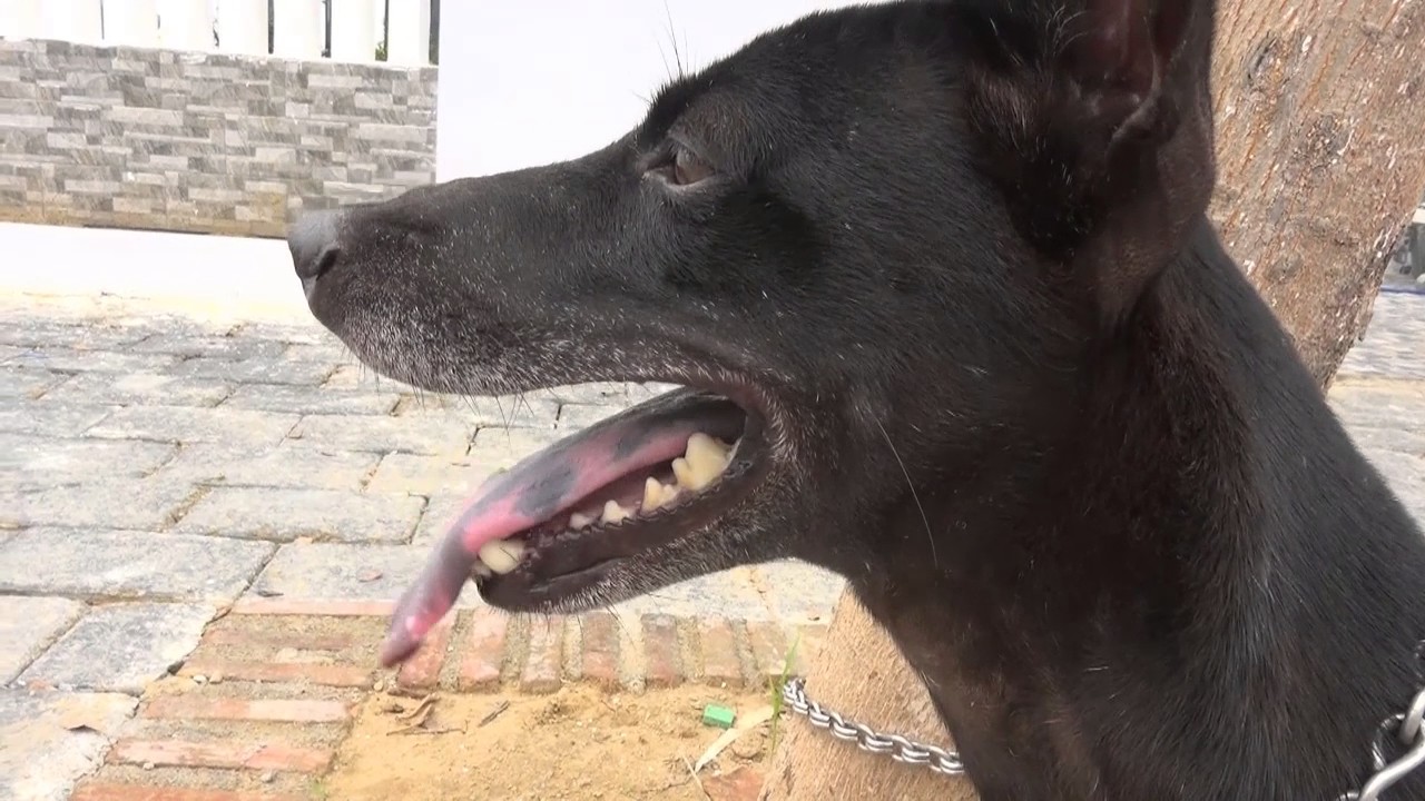 Chiêm ngưỡng một số hình ảnh chó Phú Quốc đen mực với màu lông óng mượt