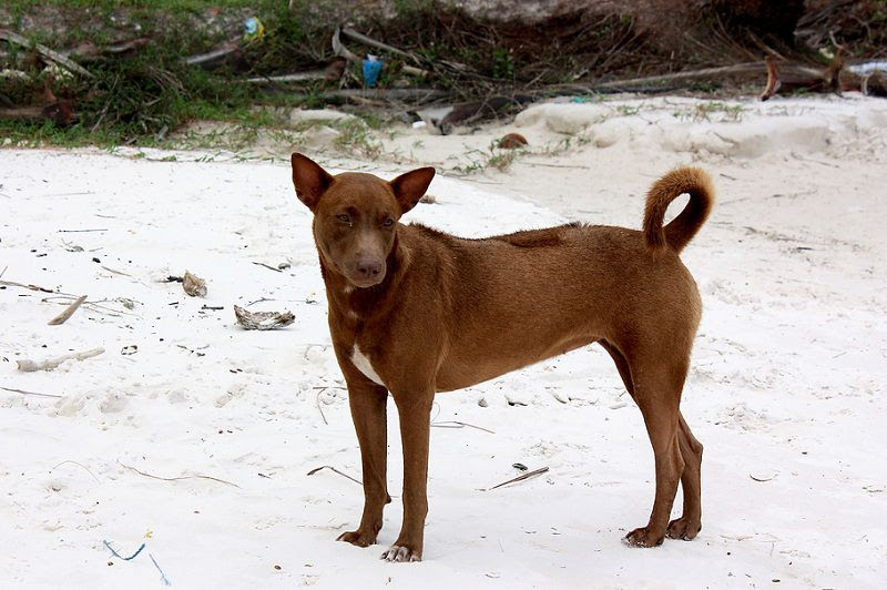 Tại Việt Nam, chó Phú Quốc màu vàng lửa được yêu thích hơn so với những màu khác