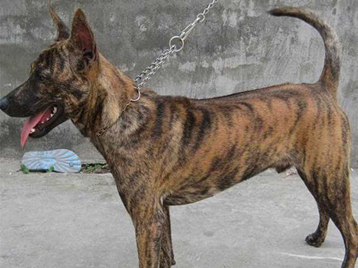 Loại chó Phú Quốc vằn hổ được săn đón nhiều nhất hiện nay với mức giá khá cao