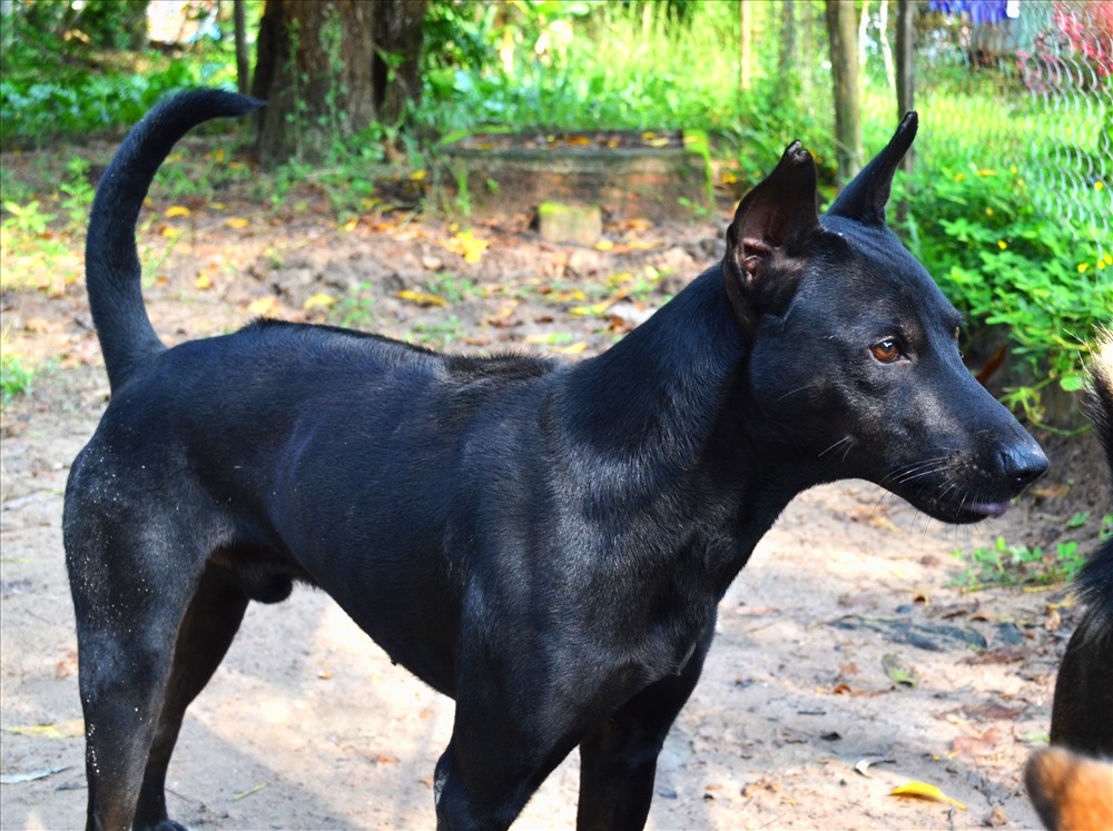 Đen tuyền là một trong bốn màu thuần chủng cơ bản của giống chó Phú Quốc