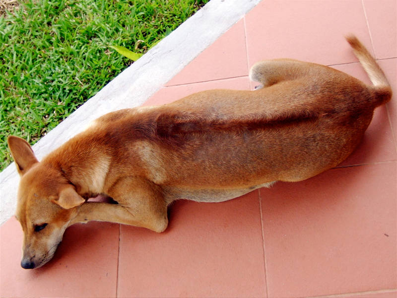 Giá chó Phú Quốc màu vàng lửa rơi vào khoảng từ 3.5 – 4 triệu đồng