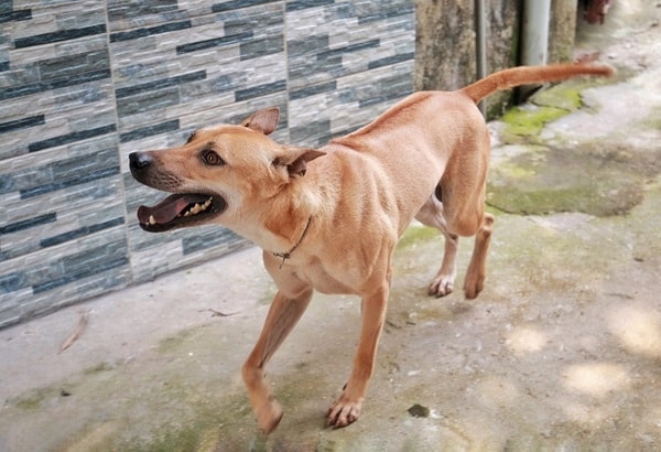 Chó Phú Quốc rất tinh ranh khi đi săn, tìm kiếm con mồi