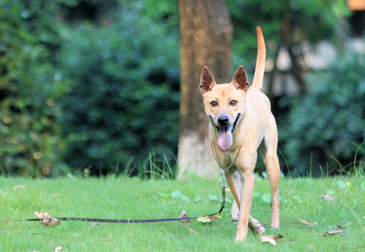 Chó Phú Quốc nổi tiếng khắp Thế Giới về sự oai phong, can đảm